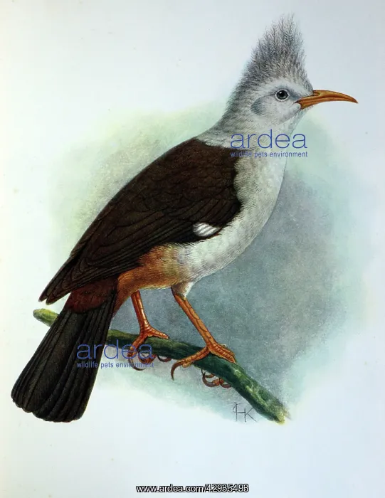 : Illustration: Crested starling / Hoopoe starling : Illustration: Crested starling / Hoopoe starling