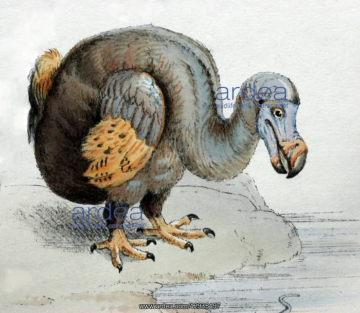 : Illustration: Dodo - from Strickland 1848 : Illustration: Dodo - from Strickland 1848