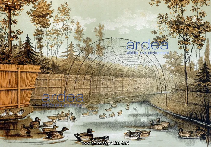 : Illustration - Duck decoy in operation - entrance : Illustration - Duck decoy in operation - entrance