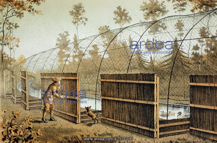 : Illustration - Duck decoy in operation - entrance : Illustration - Duck decoy in operation - entrance