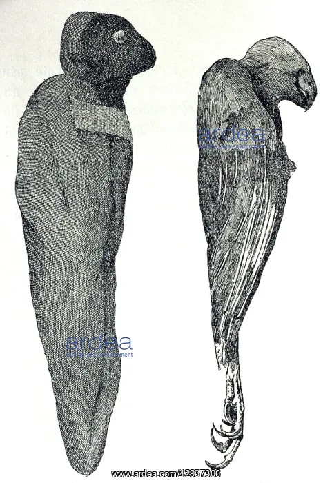 : Illustration - Eqyptian Mummy Falcons : Illustration - Eqyptian Mummy Falcons