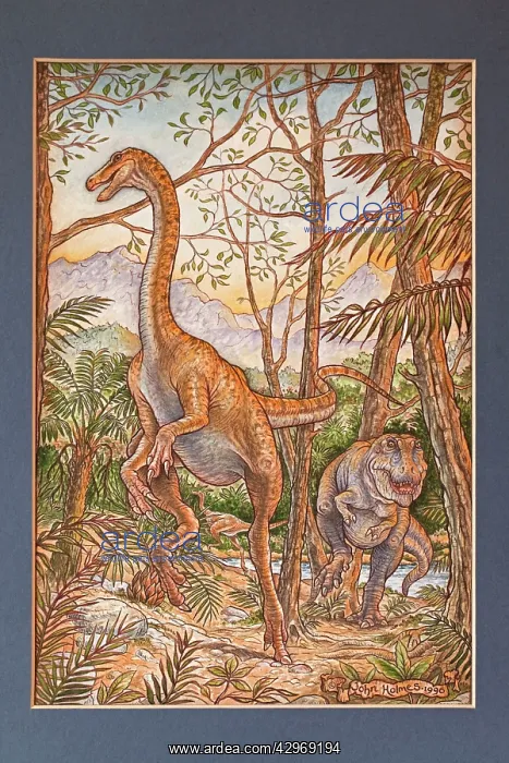 : Illustration - Gallimimus bullatus escapes a Tyrannosaur : Illustration - Gallimimus bullatus escapes a Tyrannosaur