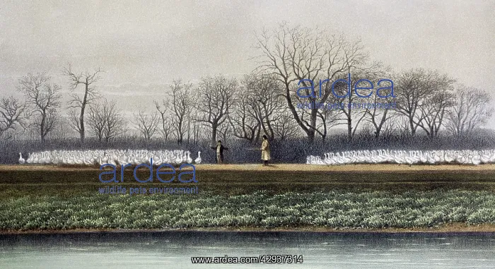 : Illustration - Goose herding. Mr John Taylor's : Illustration - Goose herding. Mr John Taylor's