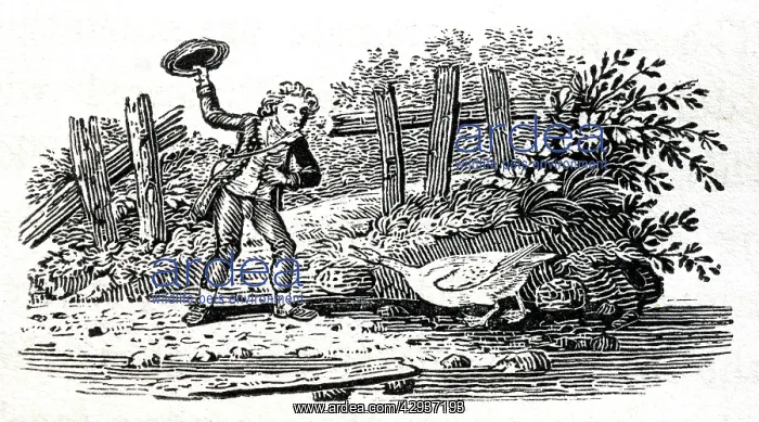 : Illustration - Goose sentinel, woodcut by Thomas : Illustration - Goose sentinel, woodcut by Thomas
