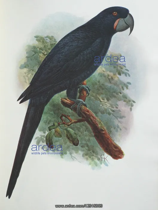 : Illustration: Guadelupe parrot- from Rothschild : Illustration: Guadelupe parrot- from Rothschild