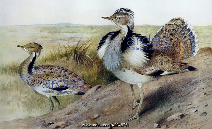 : Illustration: Houbara / MacQueen's Bustard. From Baker 1921 : Illustration: Houbara / MacQueen's Bustard. From Baker 1921