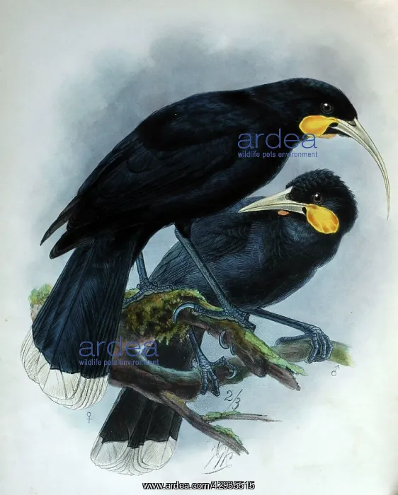 : Illustration: Huia, male and female. From Buller : Illustration: Huia, male and female. From Buller