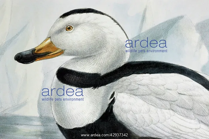  : Illustration - Labrador Duck- male, from G D RowleyExtinct