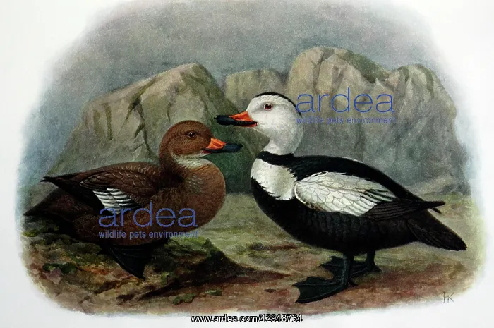 : Illustration: Labrador duck- from Rothschild 1907 : Illustration: Labrador duck- from Rothschild 1907