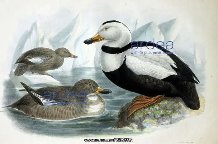 : Illustration: Labrador duck- from Rowley 1877 : Illustration: Labrador duck- from Rowley 1877