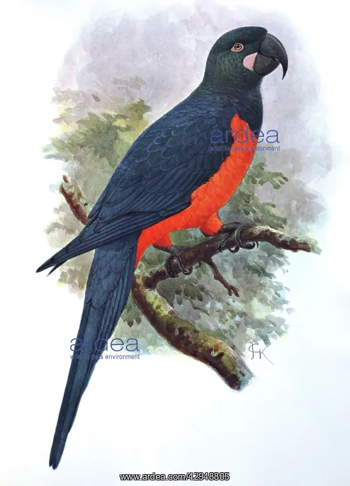 : Illustration: Martinique parrot- from Rothschild : Illustration: Martinique parrot- from Rothschild