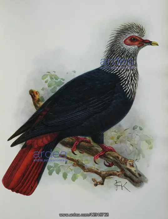 : Illustration: Mauritius Blue Pigeon - from Rothshchild : Illustration: Mauritius Blue Pigeon - from Rothshchild