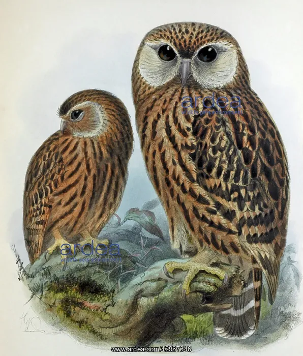 : Illustration - New Zealand Laughing owl, extinct : Illustration - New Zealand Laughing owl, extinct