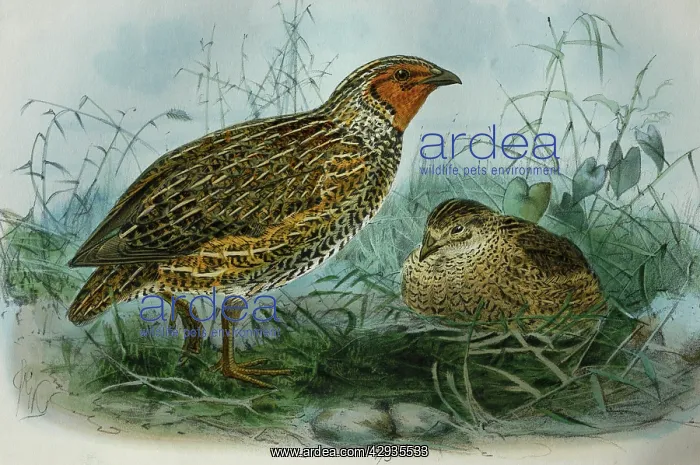 : Illustration: New Zealand Quail. From Buller 1873 : Illustration: New Zealand Quail. From Buller 1873