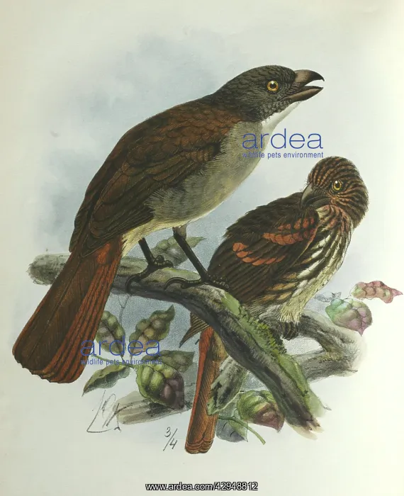  : Illustration: New Zealand thrush. From Buller 1873