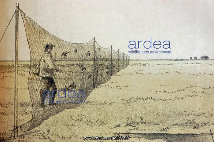 : Illustration - Old style bird catchers, Bird netting : Illustration - Old style bird catchers, Bird netting