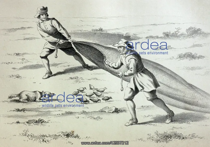 : Illustration - Old style bird catchers, Bird netting : Illustration - Old style bird catchers, Bird netting