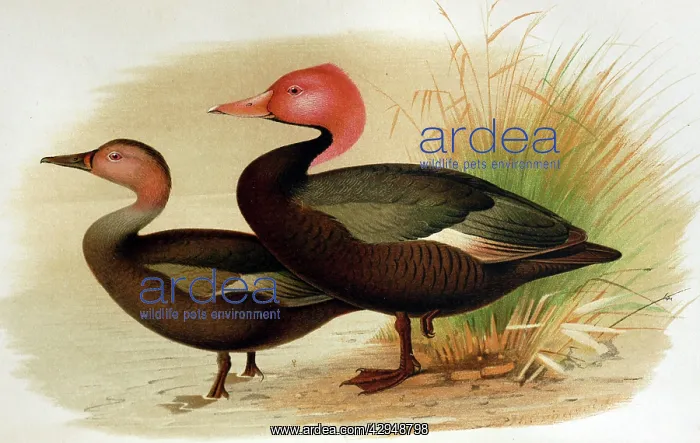 : Illustration: Pink headed duck, India - from Baker : Illustration: Pink headed duck, India - from Baker