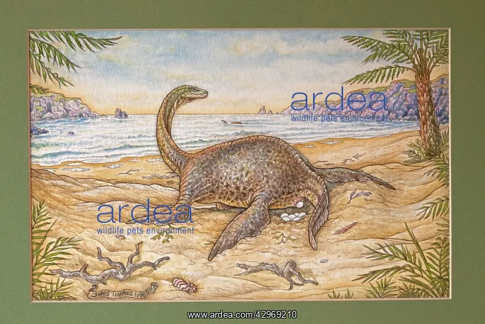 : Illustration - Plesiosaur laying her eggs on a : Illustration - Plesiosaur laying her eggs on a