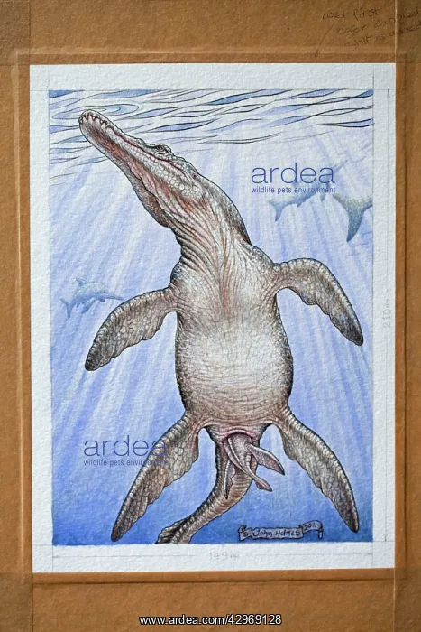 : Illustration - Pliosaur's viviparous birth. Cretaceous : Illustration - Pliosaur's viviparous birth. Cretaceous