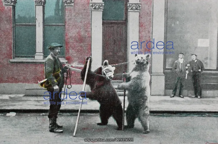 : Illustration from postcard: Exploitation: Dancing : Illustration from postcard: Exploitation: Dancing