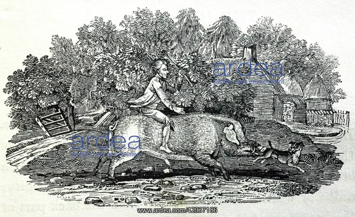 : Illustration - Riding a pig, woodcut by Thomas Bewick : Illustration - Riding a pig, woodcut by Thomas Bewick