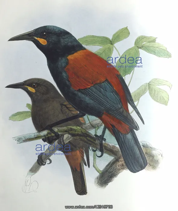 : Illustration: Saddleback, New Zealand. From Buller : Illustration: Saddleback, New Zealand. From Buller