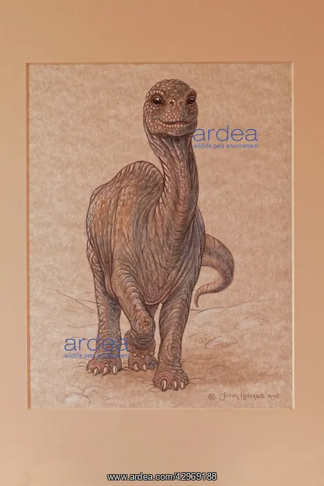  : Illustration - Sauropod calf. Jurassic