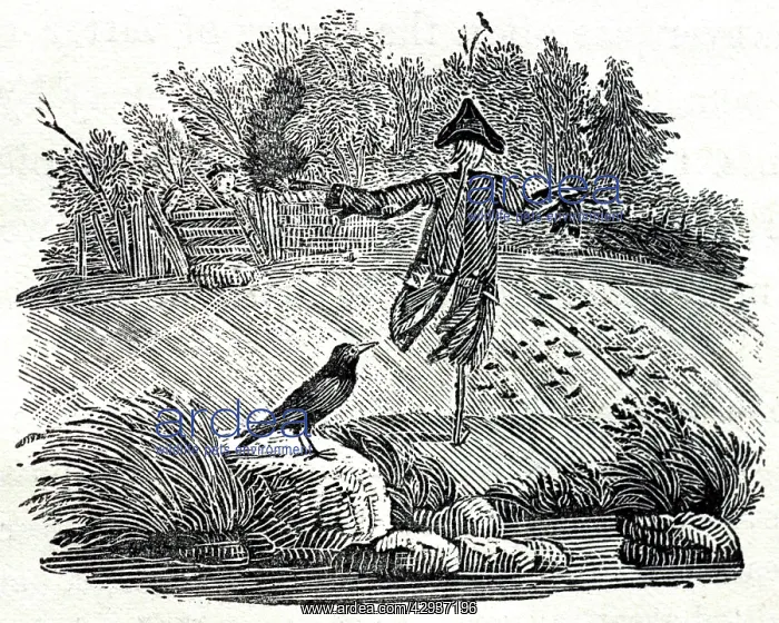 : Illustration - Scarecrow, woodcut by Thomas Bewick : Illustration - Scarecrow, woodcut by Thomas Bewick