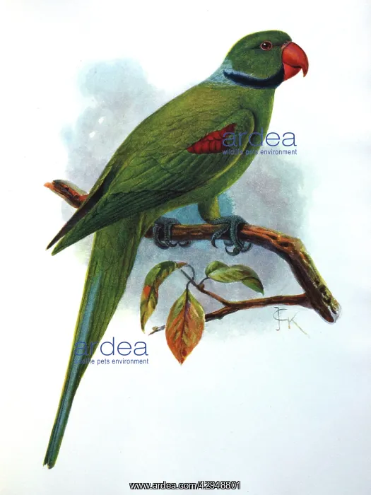 : Illustration: Seychelles parakeet- from Rothschild : Illustration: Seychelles parakeet- from Rothschild