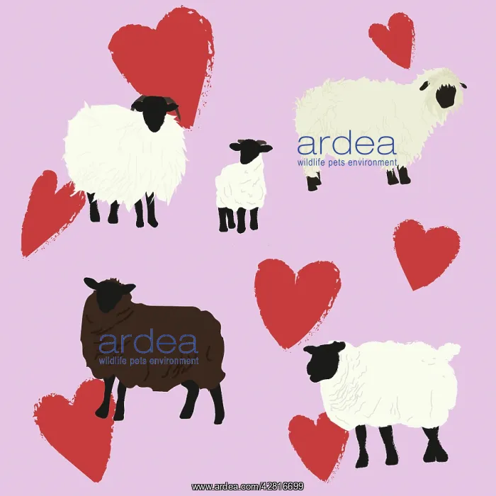 : Illustration of sheep in pink field of red love hearts : Illustration of sheep in pink field of red love hearts