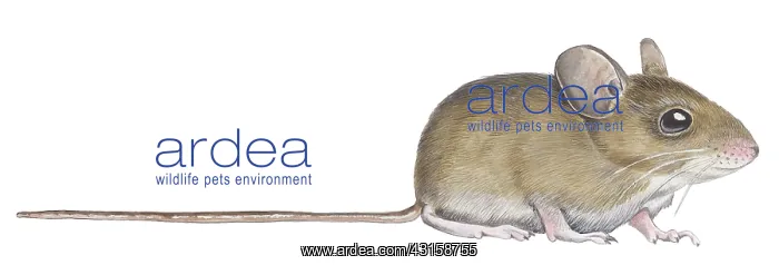: Illustration of a sitting House Mouse (Mus musculus) : Illustration of a sitting House Mouse (Mus musculus)