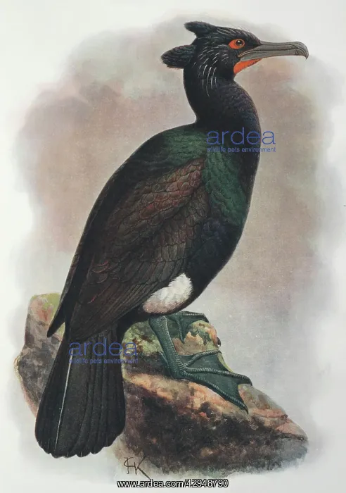 : Illustration: Spectacled cormorant, Kamchatka : Illustration: Spectacled cormorant, Kamchatka
