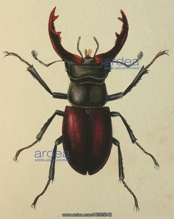 : Illustration: Stag beetle (male) : Illustration: Stag beetle (male)