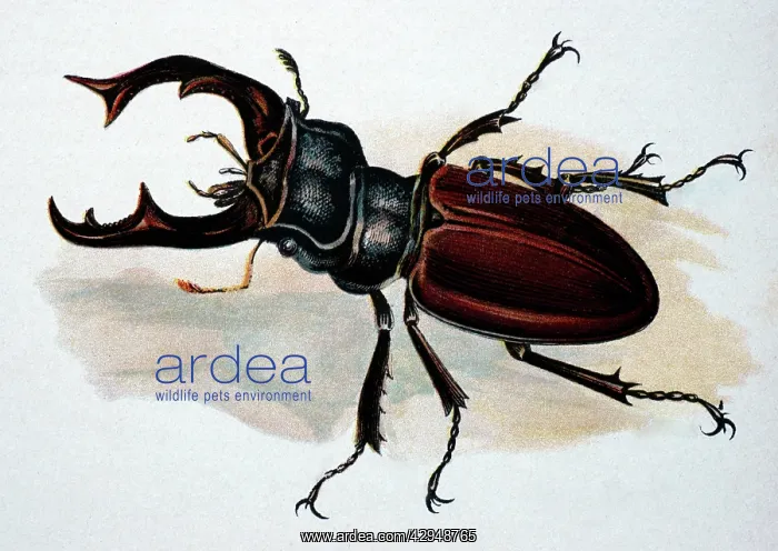 : Illustration: Stag Beetle (male) : Illustration: Stag Beetle (male)