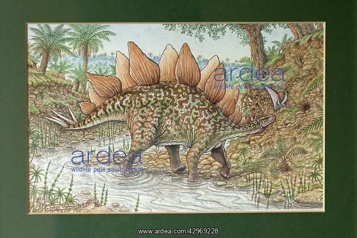  : Illustration - Stegosaurus croosing a stream. Jurassic
