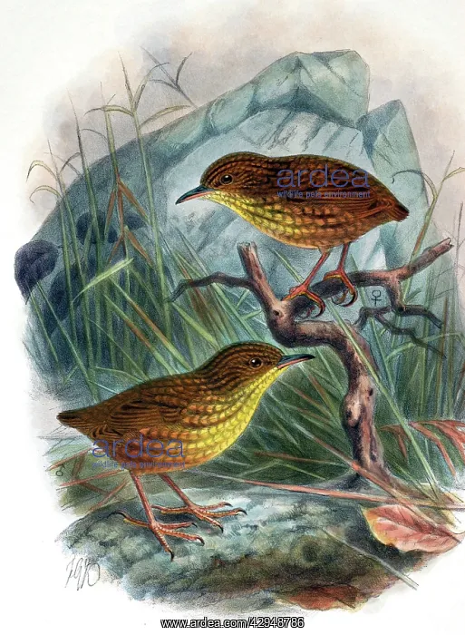 : Illustration: Stephen Island Wren, New Zealand : Illustration: Stephen Island Wren, New Zealand