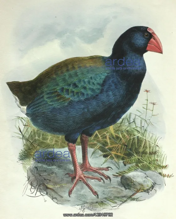 : Illustration: Takahe. From Rothschild 1907, original : Illustration: Takahe. From Rothschild 1907, original