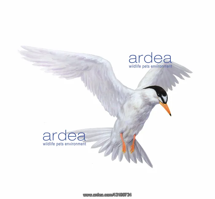 : Tern. Illustration of a white tern (genus Sterna) : Tern. Illustration of a white tern (genus Sterna)