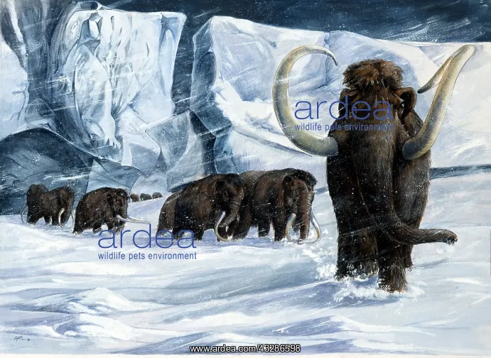 : Illustration - WOOLLY MAMMOTHS in snow : Illustration - WOOLLY MAMMOTHS in snow