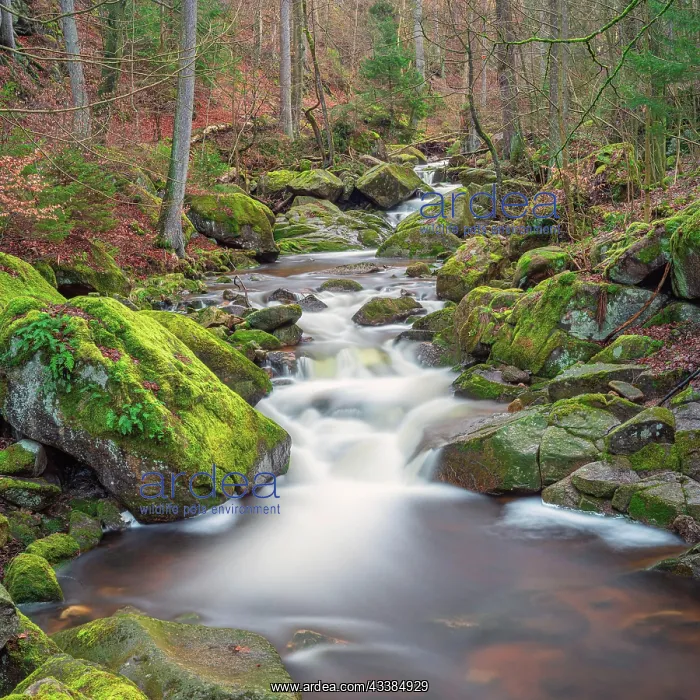 : Ilse Falls, Ilse, Ilsenburg, Harz, Germany, Europe : Ilse Falls, Ilse, Ilsenburg, Harz, Germany, Europe