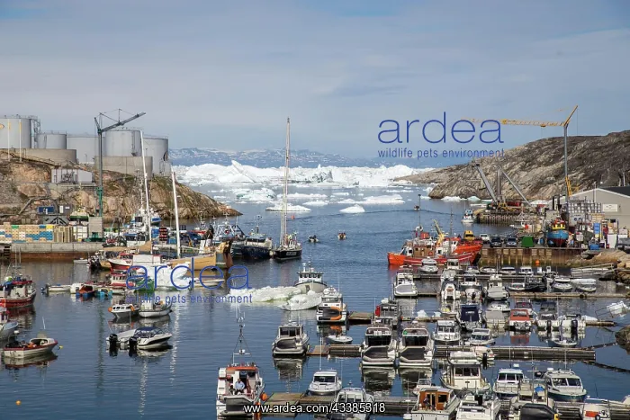 : Ilulissat, Greenland, July 03, 2018: Fishing boats a : Ilulissat, Greenland, July 03, 2018: Fishing boats a