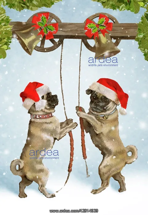 : An imaginative portrayal of pugs as bell ringing, bringing C : An imaginative portrayal of pugs as bell ringing, bringing C