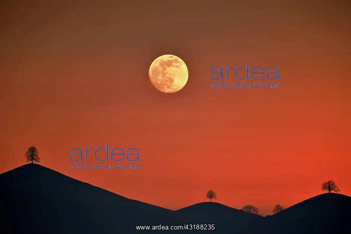 : IMB. Ardea Picture Library Contributors: IMB : IMB. Ardea Picture Library Contributors: IMB