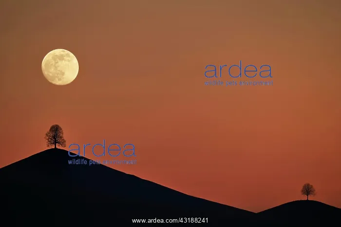 : IMB. Ardea Picture Library Contributors: IMB : IMB. Ardea Picture Library Contributors: IMB