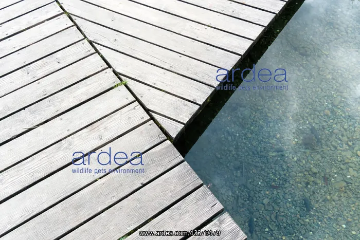: IMB. Ardea Picture Library Contributors: IMB : IMB. Ardea Picture Library Contributors: IMB