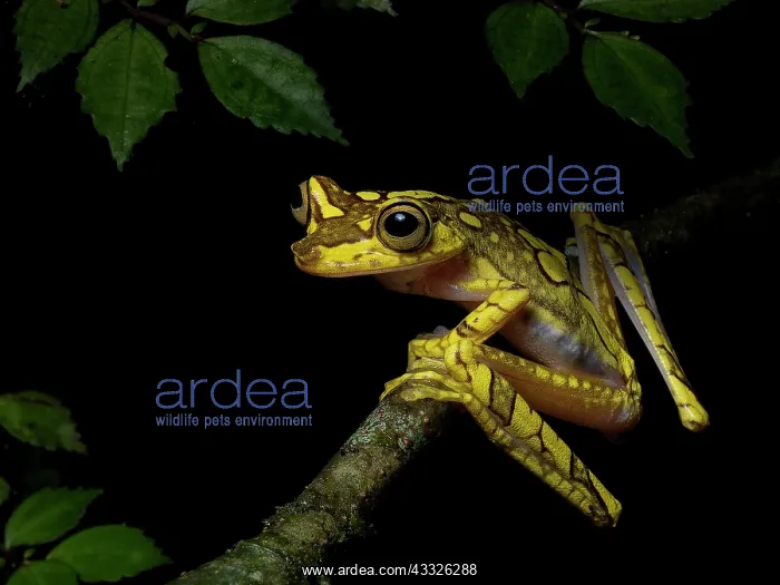 : Imbabura Tree Frog (Boana picturata), Peru : Imbabura Tree Frog (Boana picturata), Peru