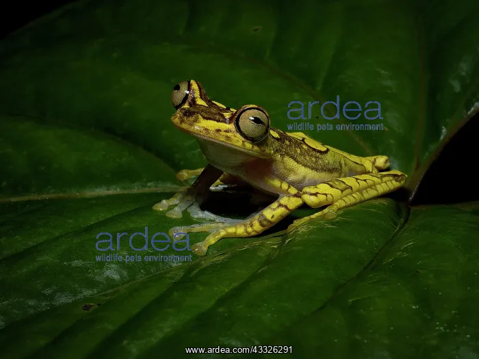 : Imbabura Tree Frog (Boana picturata), Peru : Imbabura Tree Frog (Boana picturata), Peru