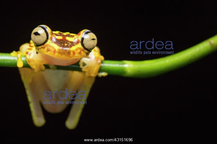 : Imbabura tree frog (Hypsiboas picturatus), Choce : Imbabura tree frog (Hypsiboas picturatus), Choce