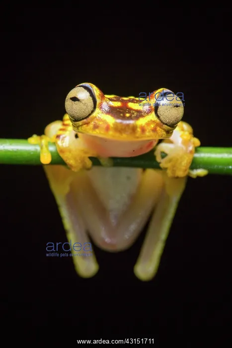 : Imbabura tree frog (Hypsiboas picturatus), Choce : Imbabura tree frog (Hypsiboas picturatus), Choce